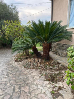 Il giardino delle Cycas Il Romito